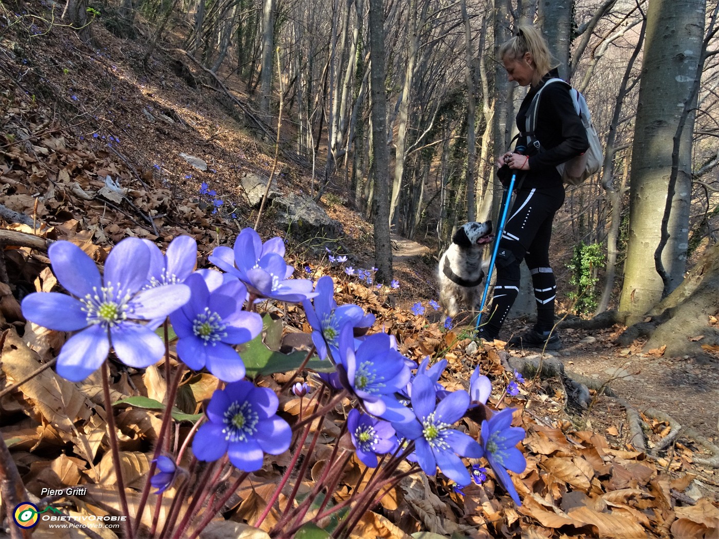 02 Festa di fiori sui sentieri per lo Zucco,  erba trinita-Hepatica nobilis.JPG